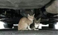 天冷了，開車前記得先喚醒它們！