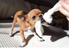  如何阻止狗狗亂咬家具？