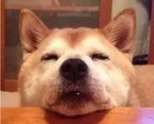 狗狗吃零食有什么注意事項？
