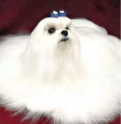 你不快樂嗎？那是因為你沒有養(yǎng)狗！