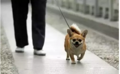 你真會遛狗嗎？-遛狗的過程中需要注意的一些問