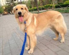 狗狗的品種，居然暴露了你的性格？
