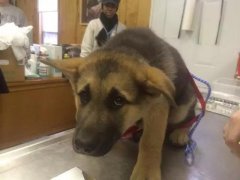 狗狗這么信任你，你怎么可以騙狗狗？！