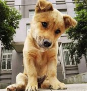 你眼中的土狗，它是我的家人！