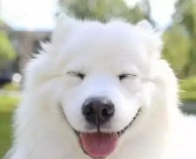 你是什么時候被你家狗撩到的？
