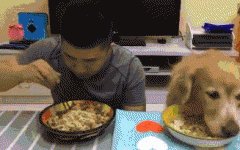 如果你家也有只吃貨狗狗，這點一定要注意！