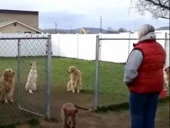 狗子鬧脾氣，就跟小媳婦一毛一樣！