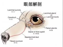 狗狗眼里常含淚水，是為愛感動(dòng)嗎？