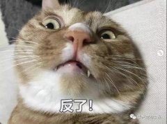 為何貓咪不喜被主人親吻？華興寵物食品