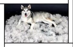 毛質(zhì)差、過度脫毛？華興重磅推出犬美毛處方糧