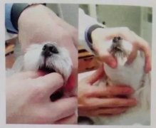 狗狗喂藥小技巧！ 華興寵物食品