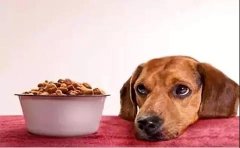狗狗不想吃狗糧的原因有哪些？ 華興寵物食品