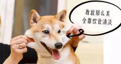 重口味的狗狗愛啃腳？注意！這可能不是怪癖而