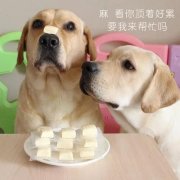 狗狗是否需要補(bǔ)鈣？補(bǔ)鈣應(yīng)注意什么？ 華興寵物