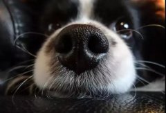 狗狗鼻子干是生病了嗎？