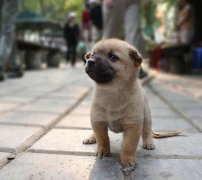 小奶狗剛到家一直叫怎么辦？