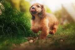 帶狗出門(mén)的五大注意事項(xiàng)，做個(gè)合格的養(yǎng)犬人
