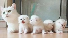貓咪一生要經(jīng)歷的六個階段，你家貓?zhí)幱谀膫€時期？