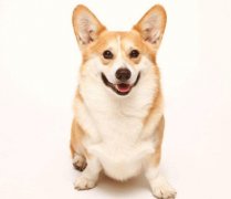 小型犬有非常特殊的需求需要特別照顧,你知道嗎？