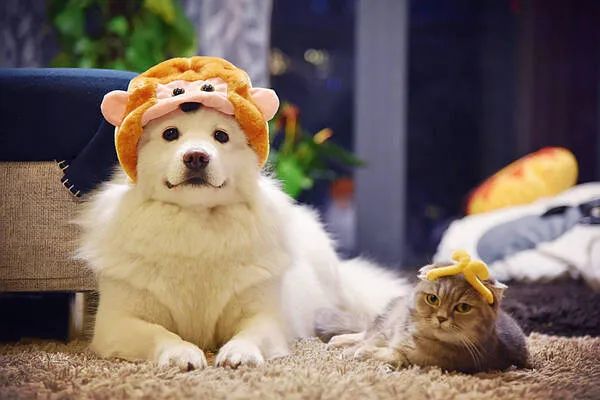 過年啦，家里的貓貓狗狗你是怎么安排的呢？快來看看