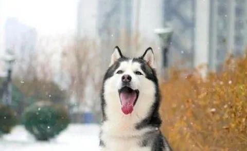 狗狗愛叫怎么辦？這六招，教給你
