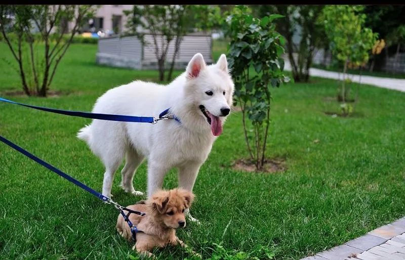 為什么有的狗狗喜歡挖坑？