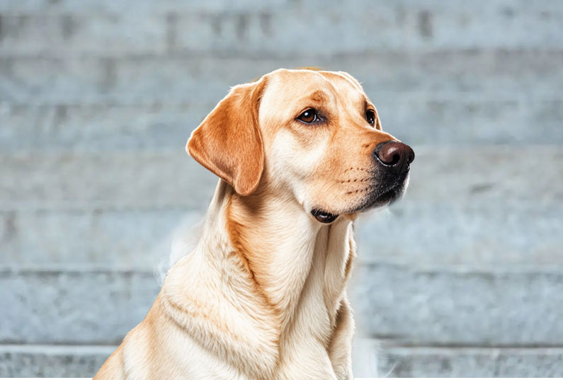 拉布拉多犬好養(yǎng)嗎？看完它的優(yōu)缺點你就知道了