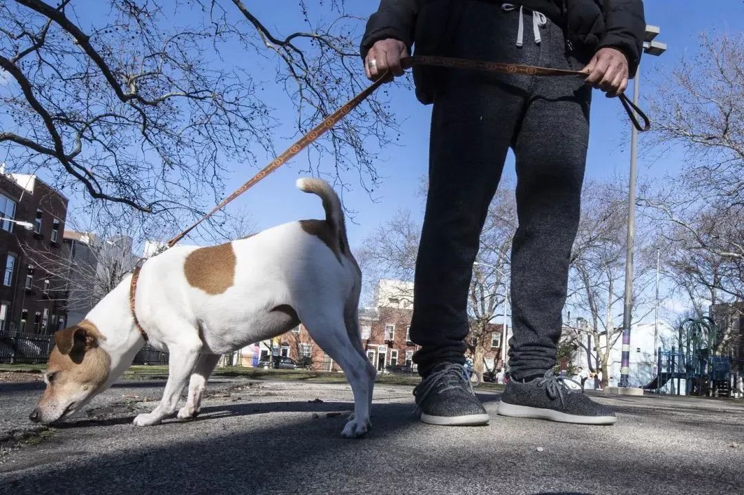 文明養(yǎng)犬知多少？切記做到“寵愛”有方~